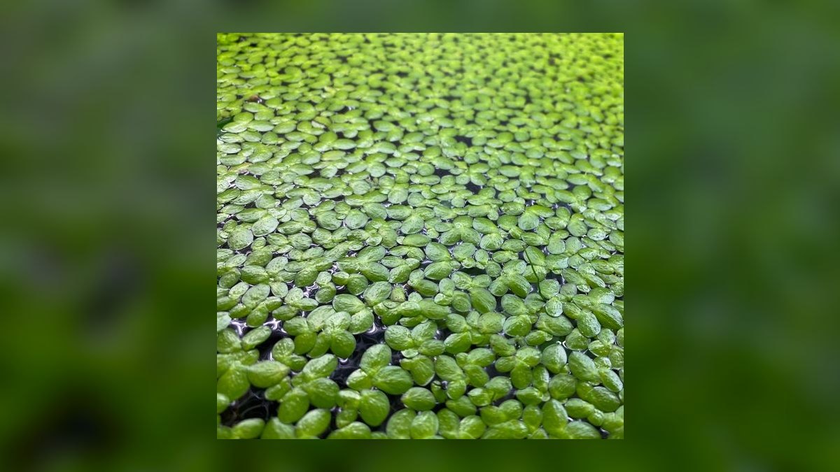 Top 10 Floating Plants for Shade and Fry Refuge in 2027 — figure 4