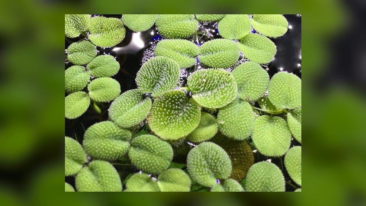 Top 10 Floating Plants for Shade and Fry Refuge in 2027 — figure 5