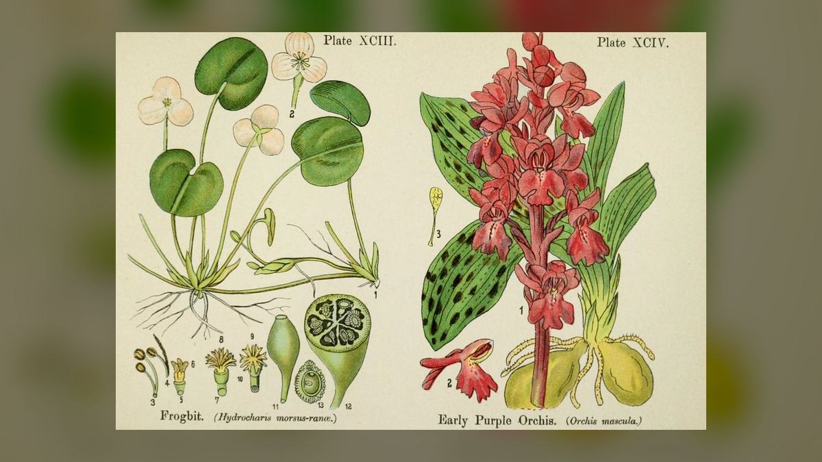 Top 10 Floating Plants for Shade and Fry Refuge in 2027 — figure 6