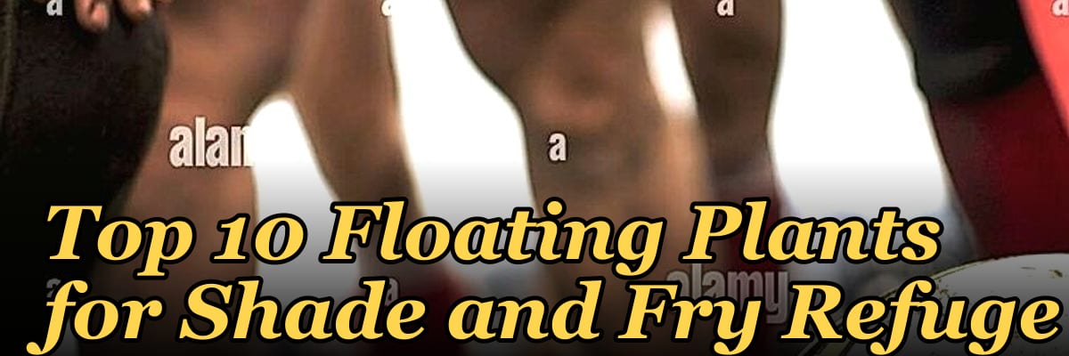 Top 10 Floating Plants for Shade and Fry Refuge