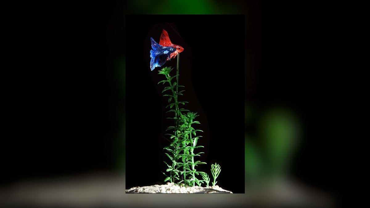 Top 10 Nano Tank Fish for 5-Gallon Aquariums — figure 1