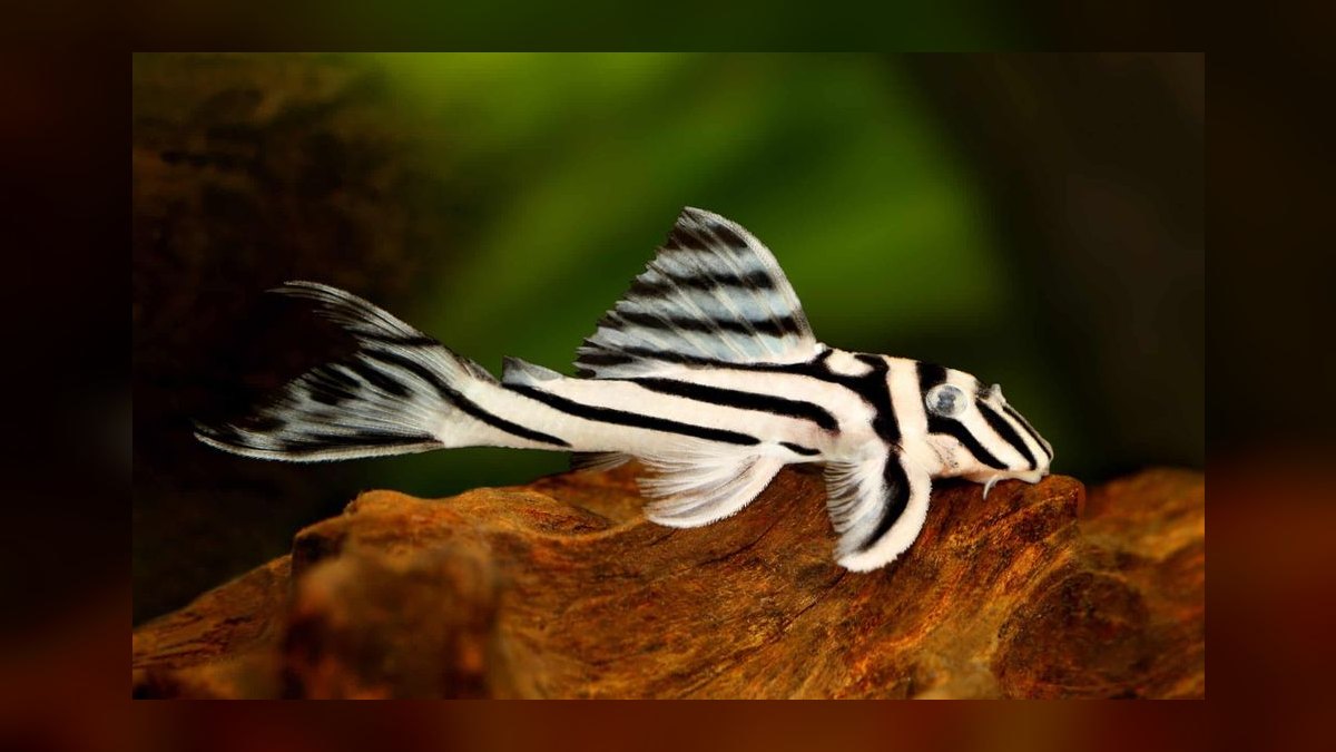 Top 10 Nano Tank Fish for 5-Gallon Aquariums — figure 10