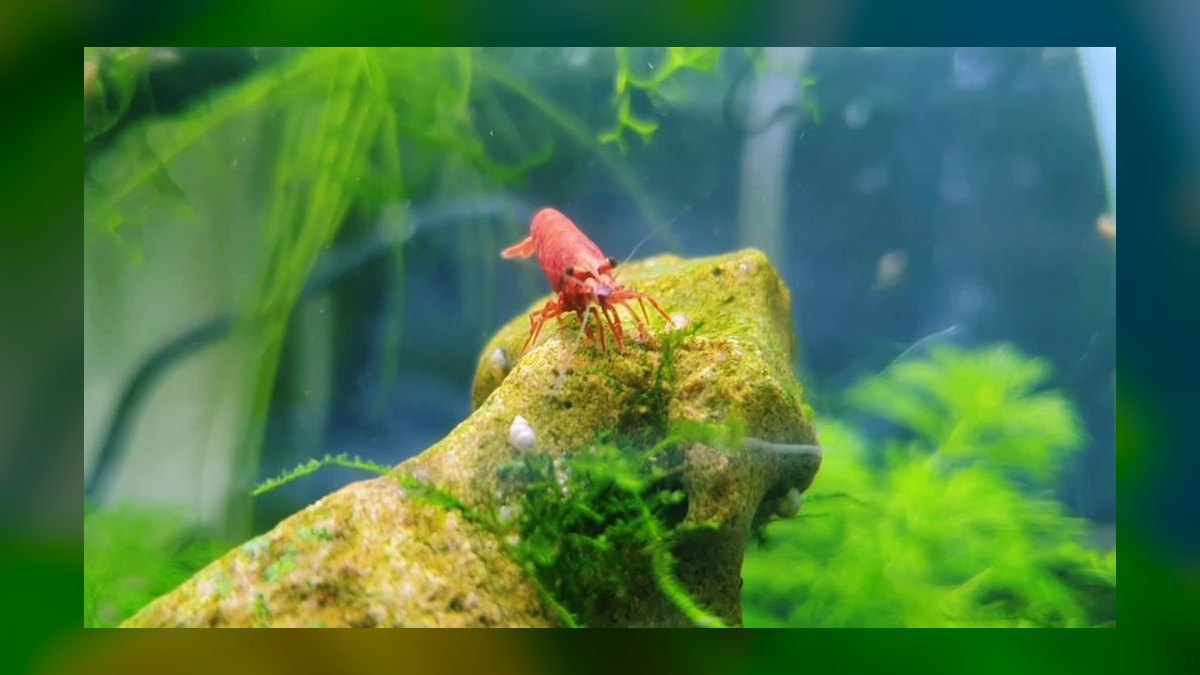 Top 10 Nano Tank Fish for 5-Gallon Aquariums — figure 2