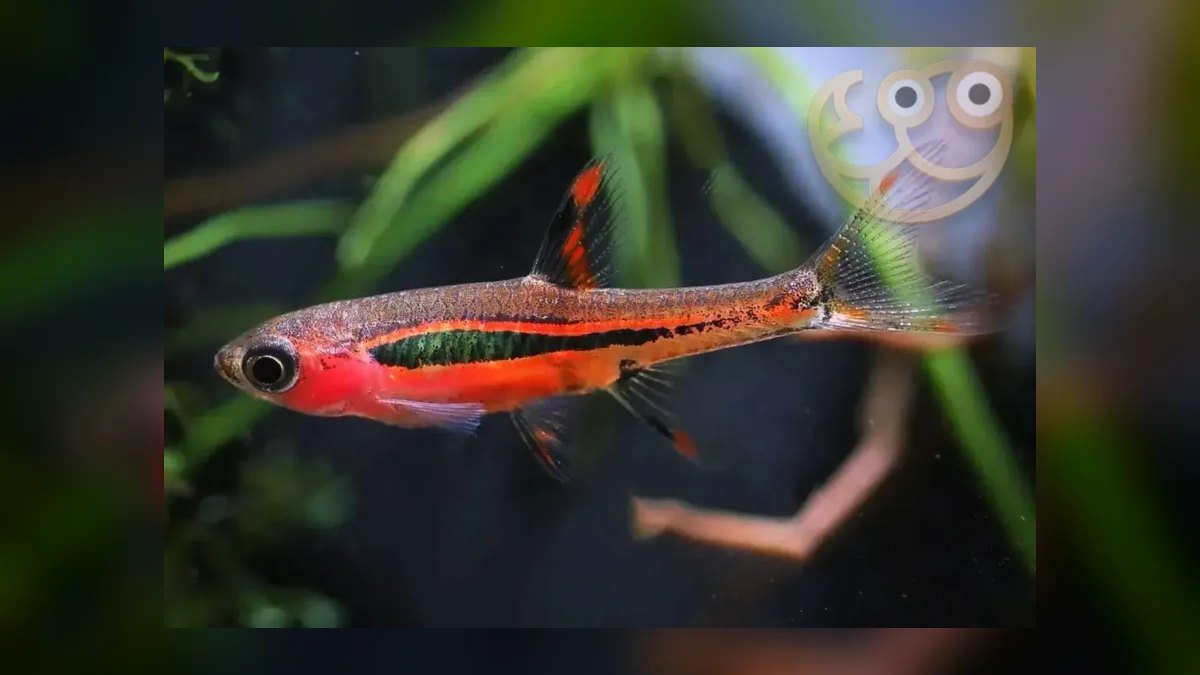 Top 10 Nano Tank Fish for 5-Gallon Aquariums — figure 3