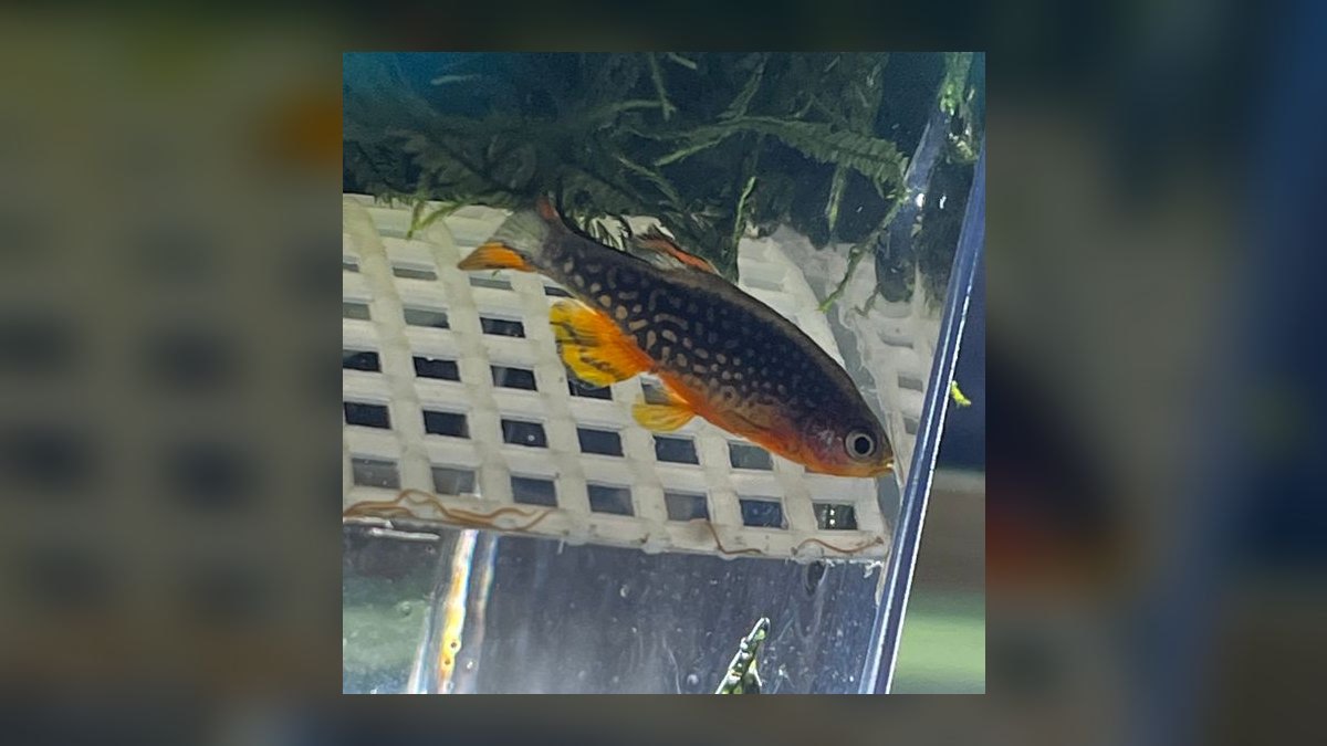 Top 10 Nano Tank Fish for 5-Gallon Aquariums — figure 4