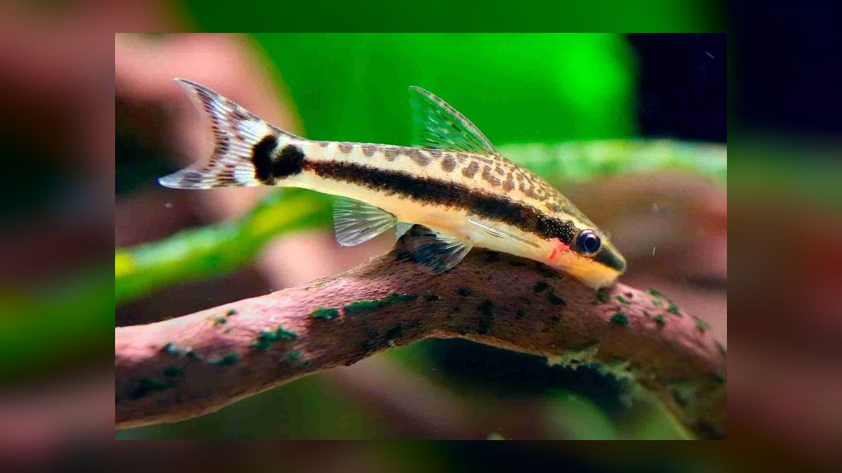 Top 10 Nano Tank Fish for 5-Gallon Aquariums — figure 5