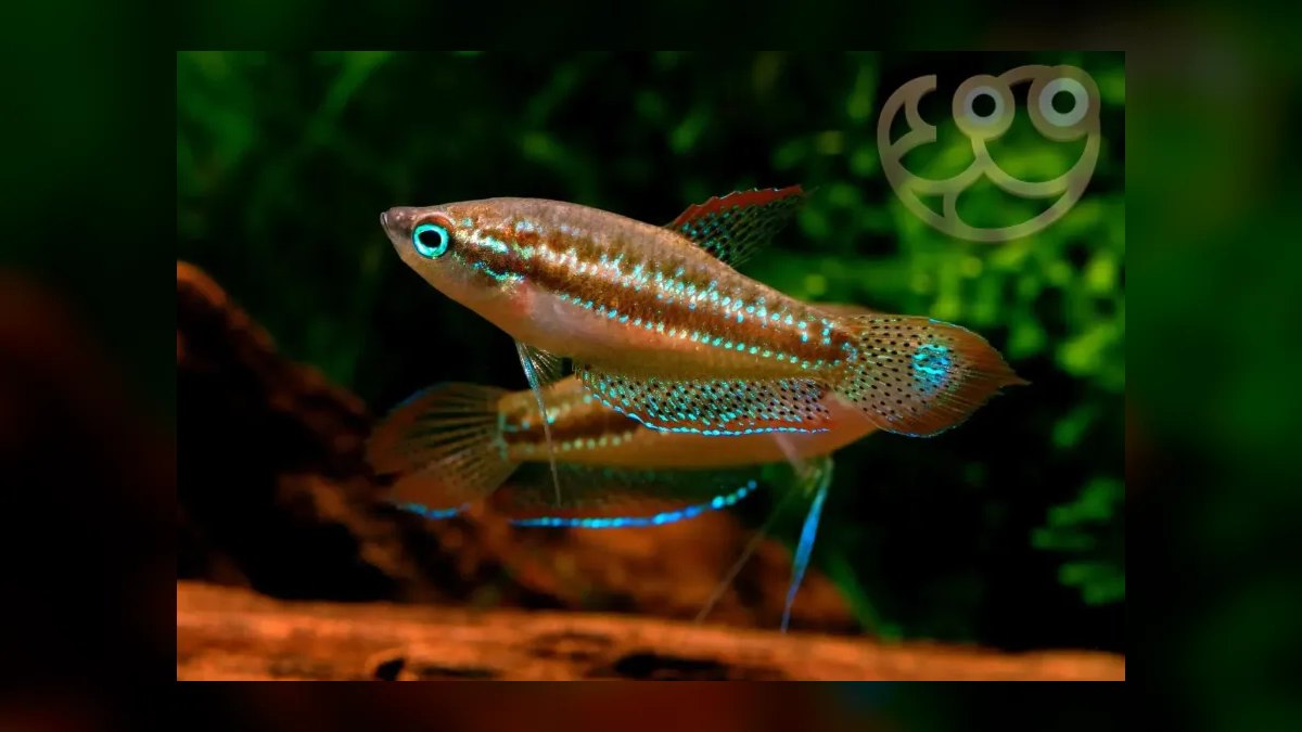 Top 10 Nano Tank Fish for 5-Gallon Aquariums — figure 6