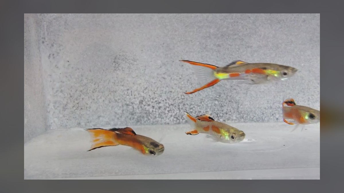 Top 10 Nano Tank Fish for 5-Gallon Aquariums — figure 7