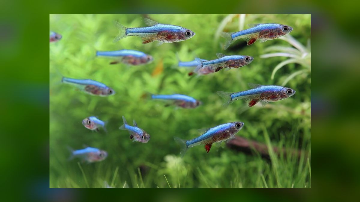 Top 10 Nano Tank Fish for 5-Gallon Aquariums — figure 8