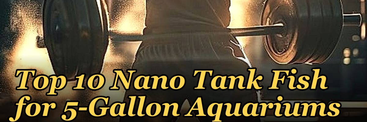 Top 10 Nano Tank Fish for 5-Gallon Aquariums