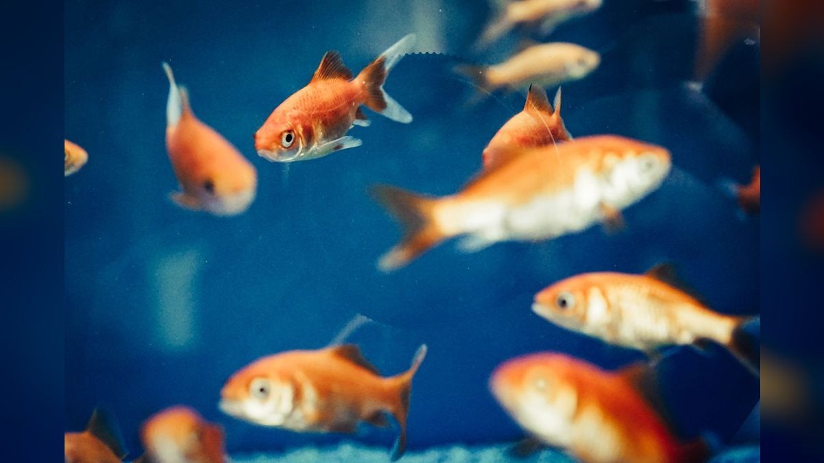 Top 10 Nano Fish for 5-Gallon Tanks in 2027