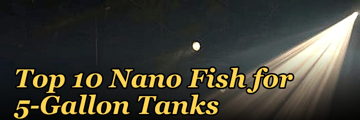 Top 10 Nano Fish for 5-Gallon Tanks