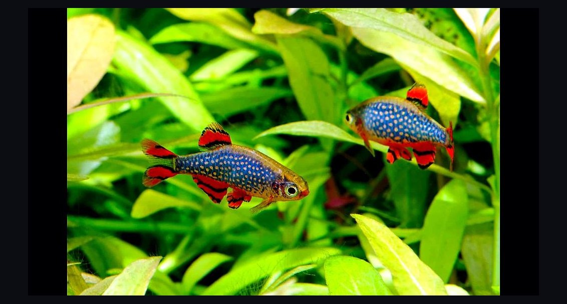 Top 10 Nano Fish for 5-Gallon Tanks in 2027