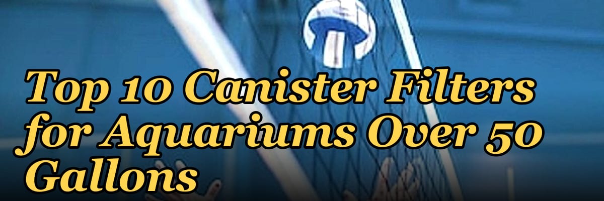 Top 10 Canister Filters for Aquariums Over 50 Gallons