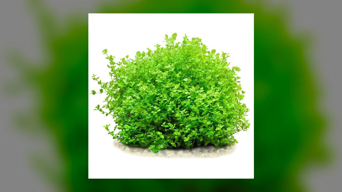 Top 10 Carpeting Plants for Low-Tech Aquascapes in 2027 — figure 10