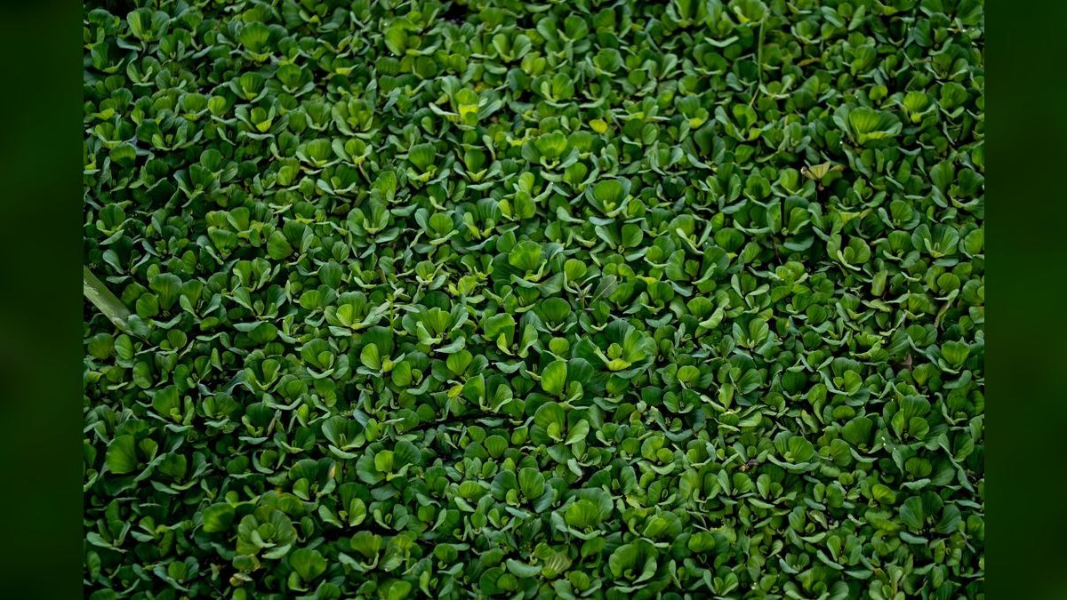 Top 10 Carpeting Plants for Low-Tech Aquascapes — figure 4