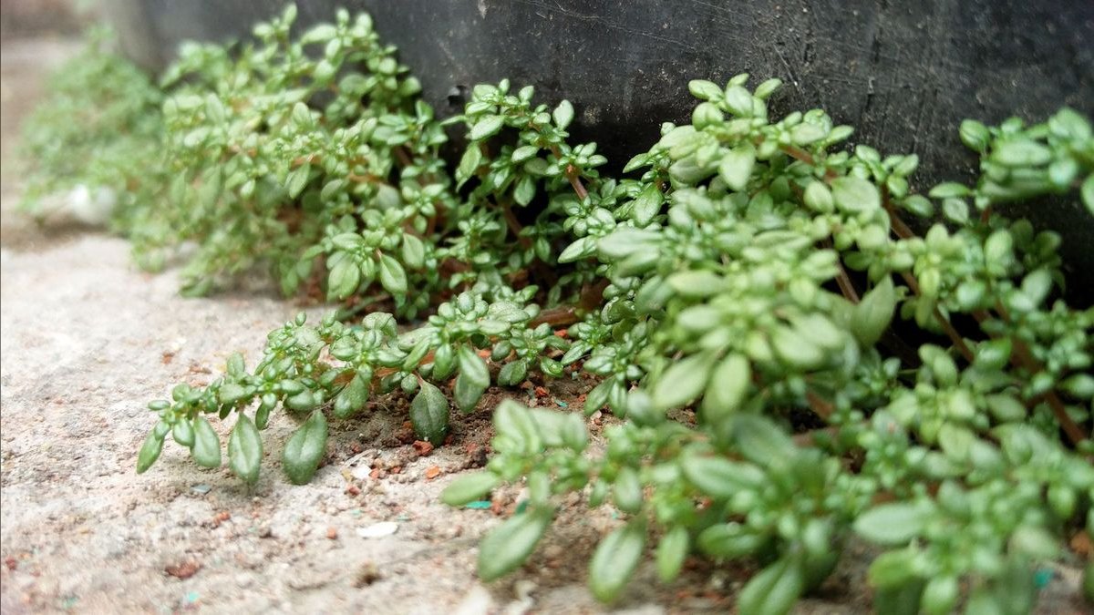 Top 10 Carpeting Plants for Low-Tech Aquascapes — figure 5