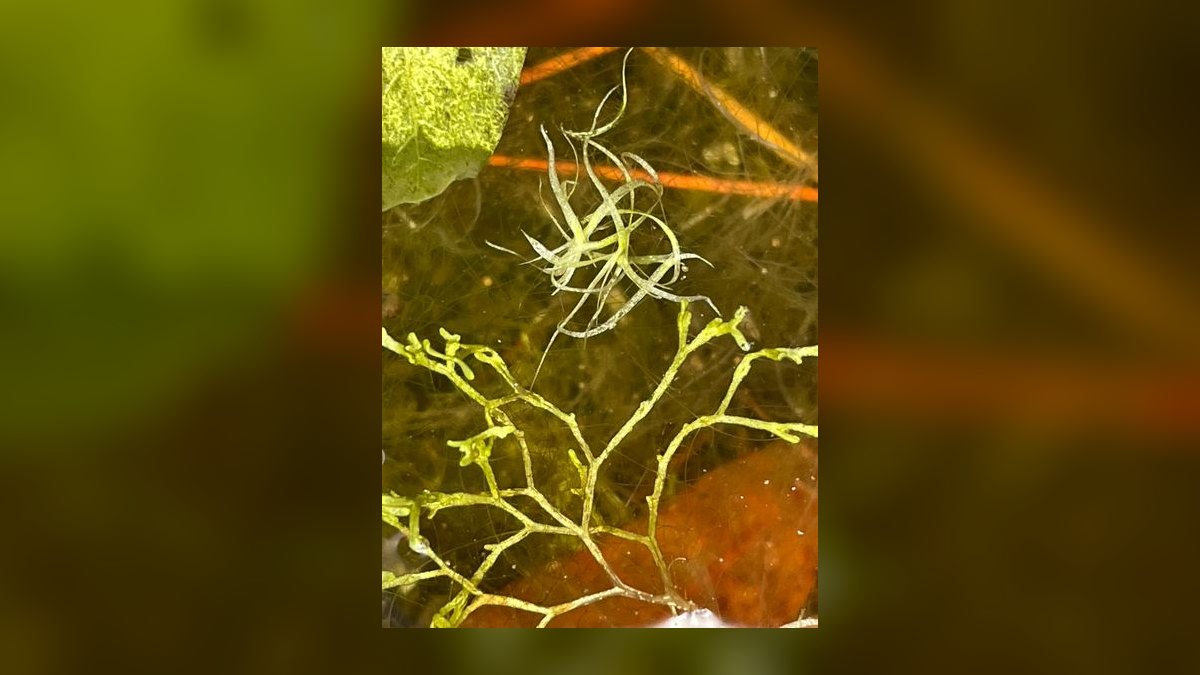 Top 10 Carpeting Plants for Low-Tech Aquascapes in 2027 — figure 9