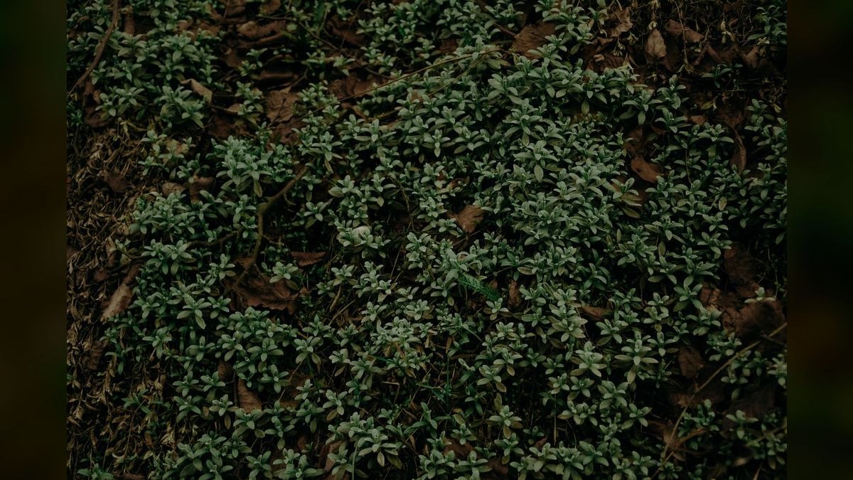 Top 10 Carpeting Plants for Low-Tech Aquascapes in 2027