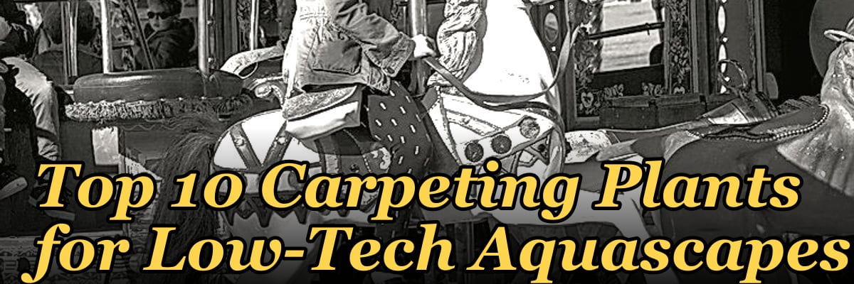 Top 10 Carpeting Plants for Low-Tech Aquascapes