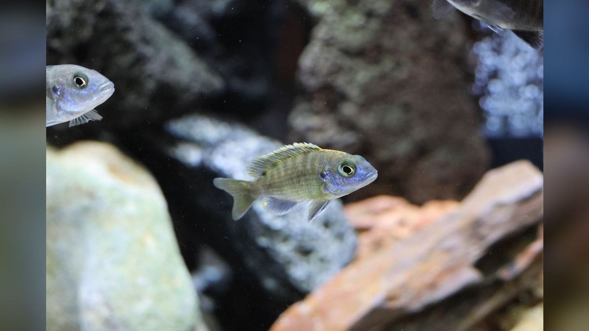 Top 10 Aquarium Substrates for African Cichlids in 2027