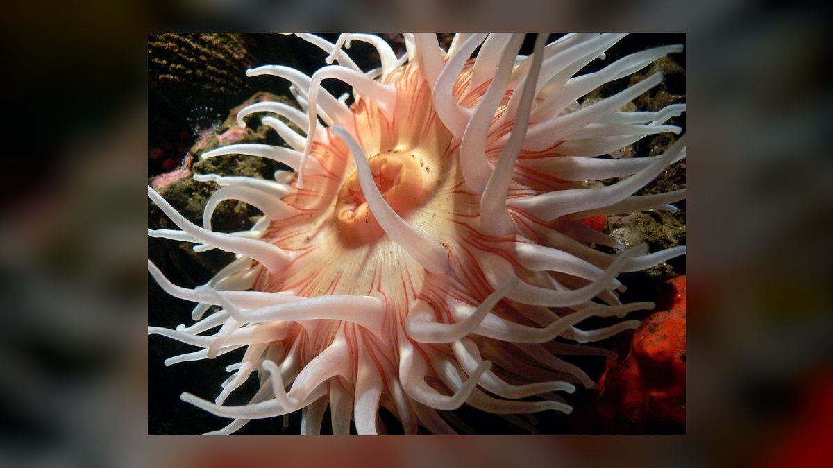 Top 10 Aquarium Substrates for African Cichlids in 2027