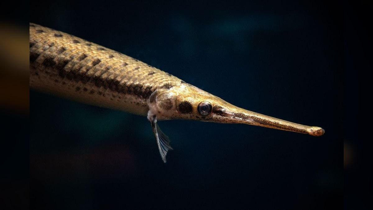 Top 10 Algae-Eating Fish for Freshwater Tanks — figure 1