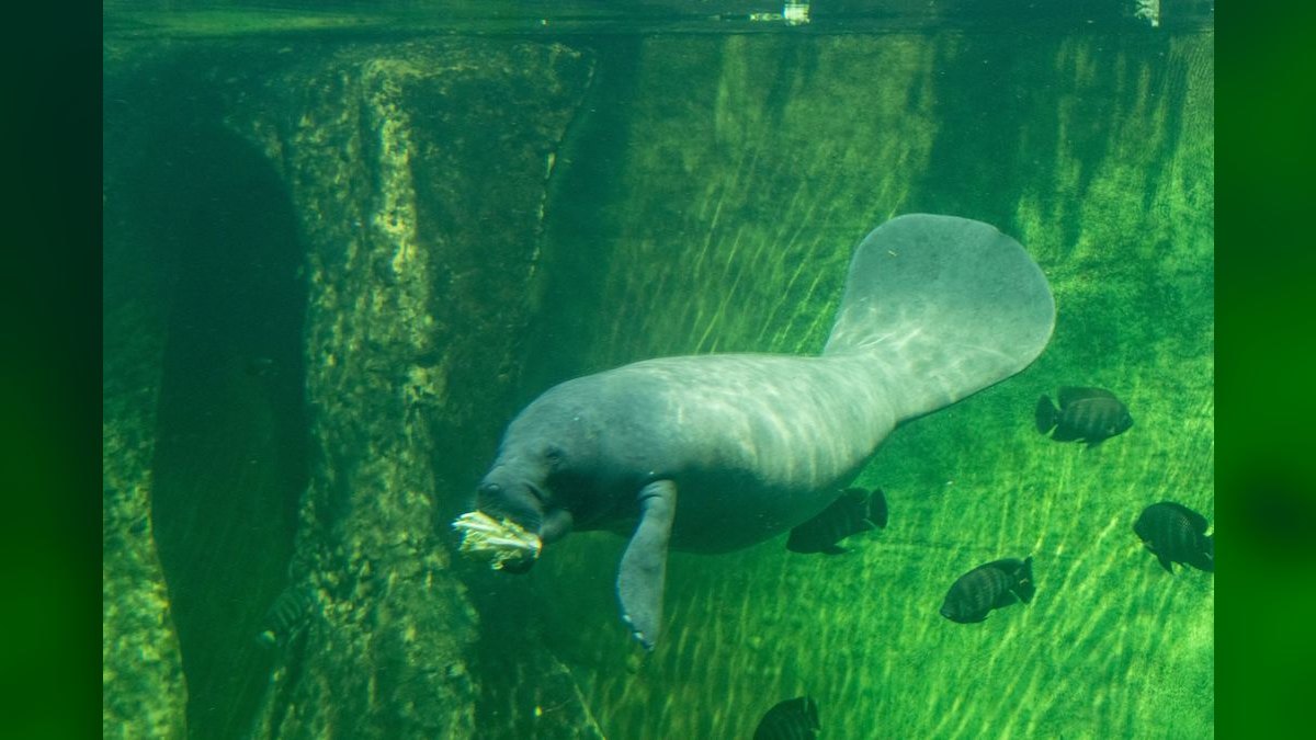 Top 10 Algae-Eating Fish for Freshwater Tanks — figure 2