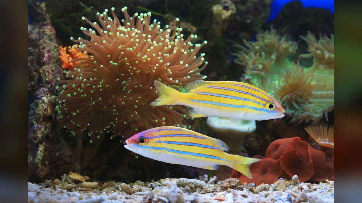 Top 10 Algae-Eating Fish for Freshwater Tanks — figure 4