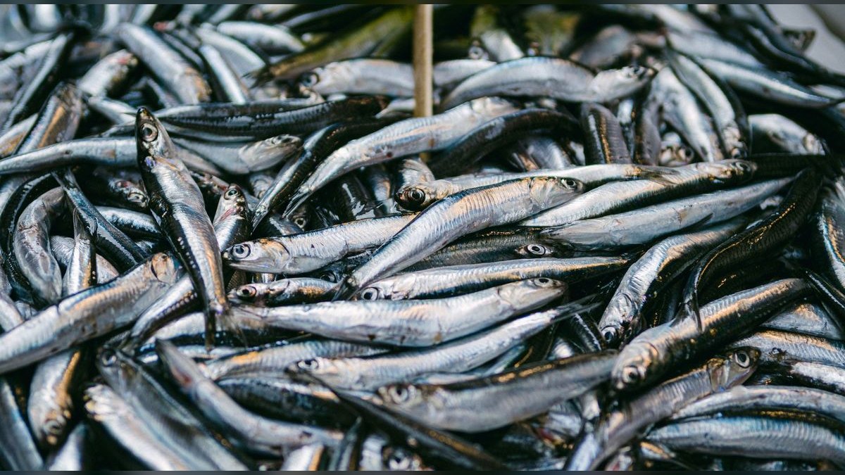 Top 10 Algae-Eating Fish for Freshwater Tanks — figure 5
