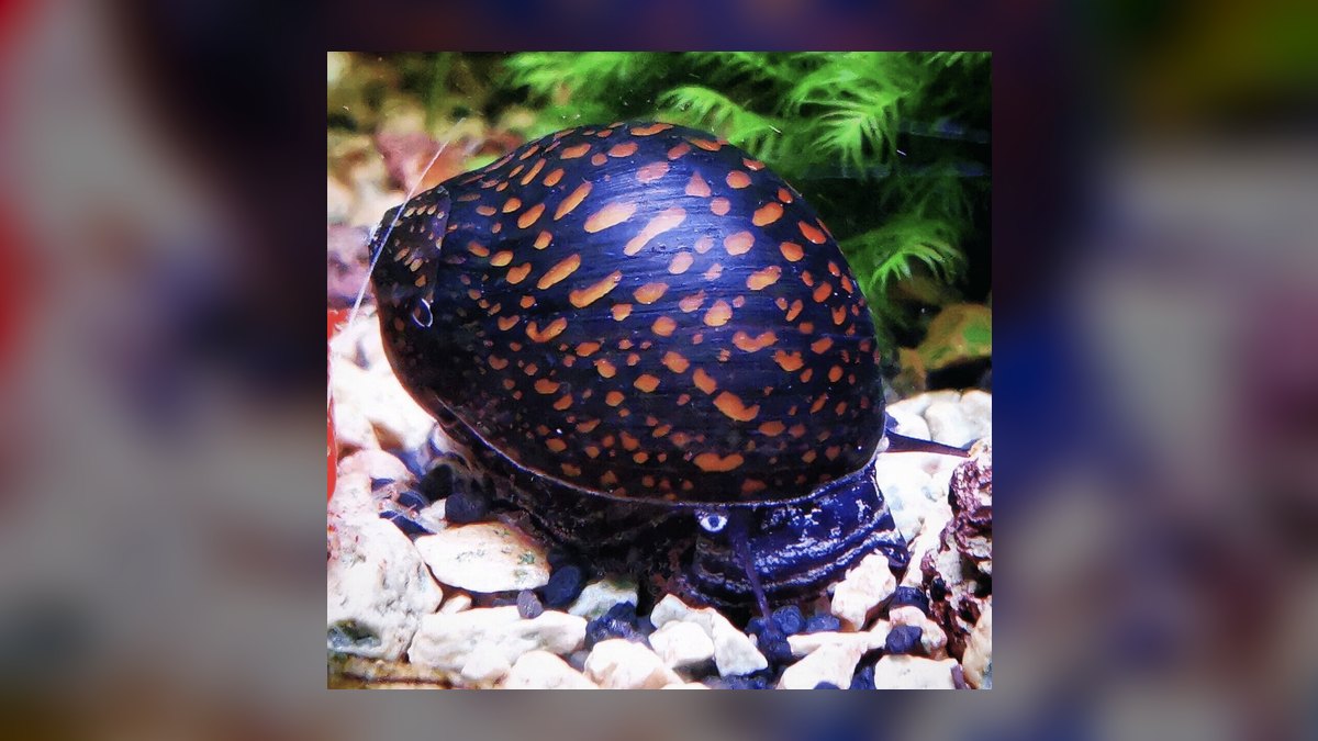 Top 10 Algae-Eating Fish for Freshwater Tanks in 2027 — figure 6