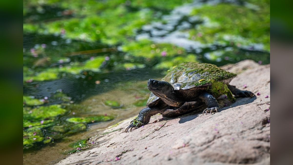 Top 10 Algae-Eating Fish for Freshwater Tanks in 2027