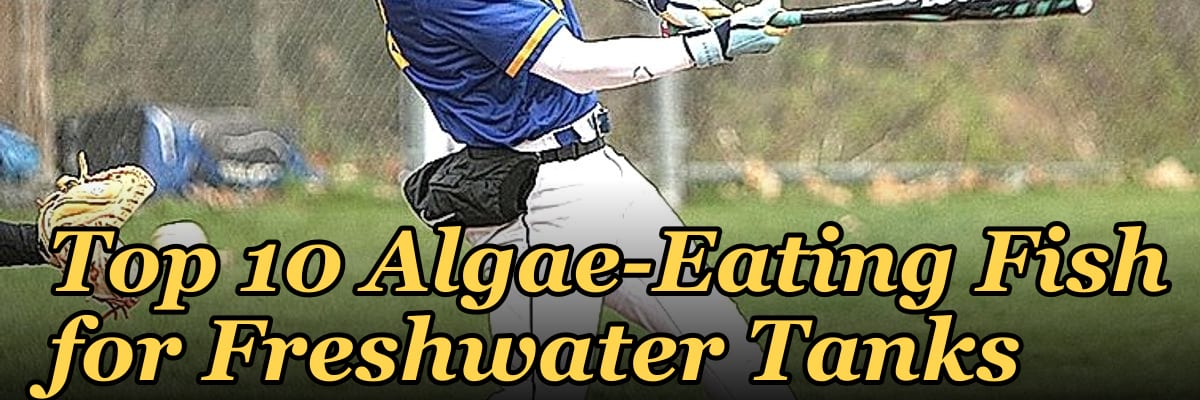 Top 10 Algae-Eating Fish for Freshwater Tanks