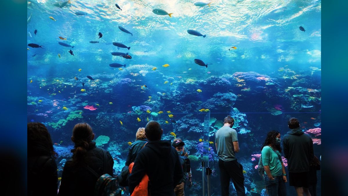 Top 10 Aquarium Glass Scrapers and Algae Pads — figure 2