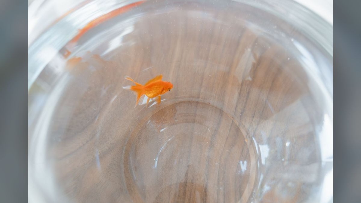 Top 10 Aquarium Glass Scrapers and Algae Pads — figure 3