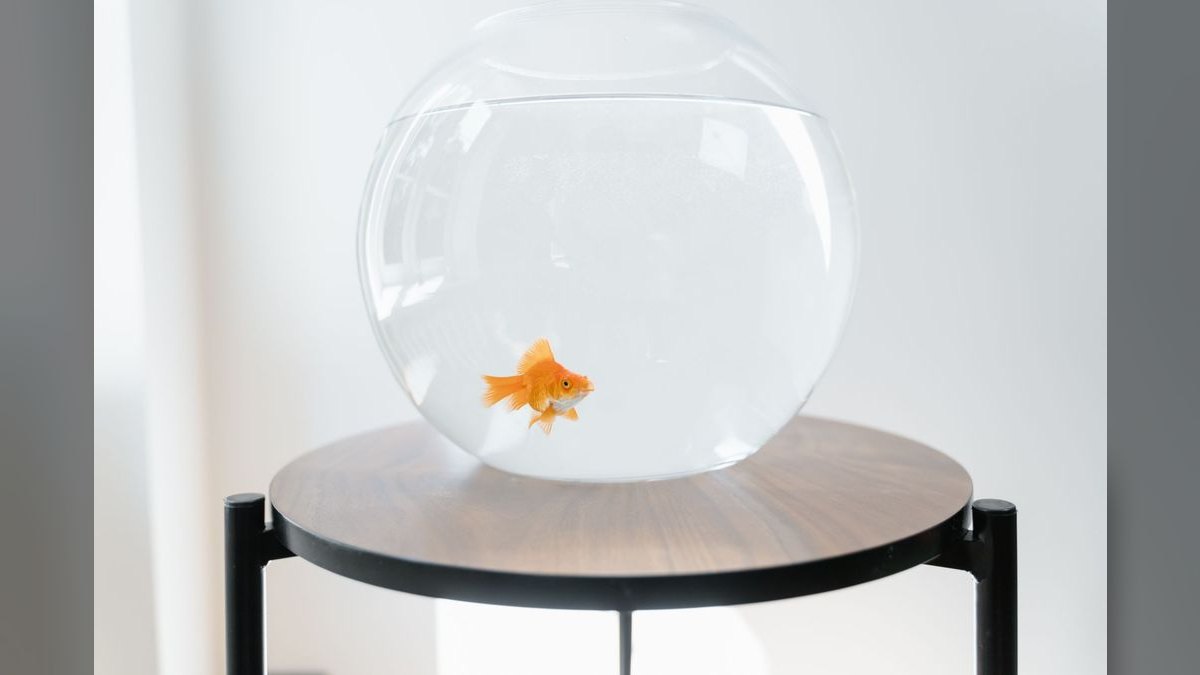 Top 10 Aquarium Glass Scrapers and Algae Pads — figure 4