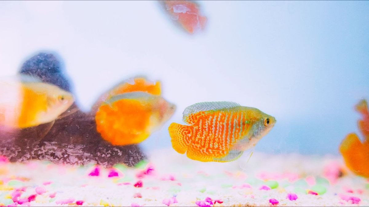Top 10 Aquarium Glass Scrapers and Algae Pads — figure 6
