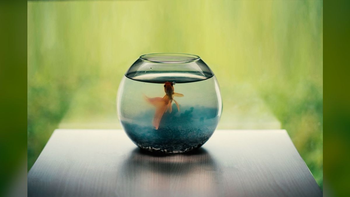 Top 10 Aquarium Glass Scrapers and Algae Pads in 2027