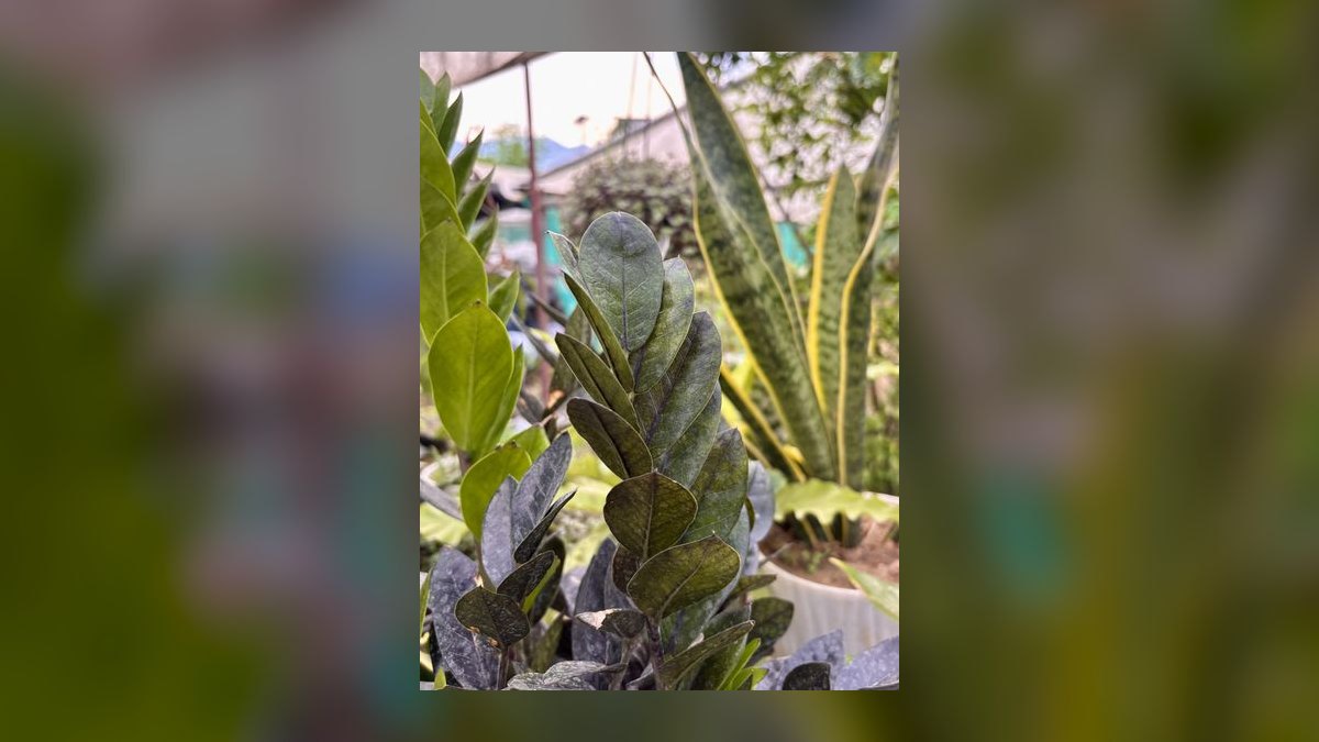 Top 10 Live Plant Species That Thrive in Low Light in 2027 — figure 1