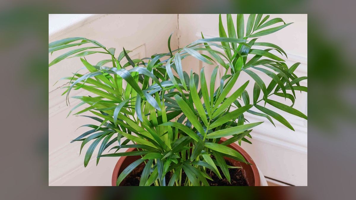 Top 10 Live Plant Species That Thrive in Low Light in 2027 — figure 10