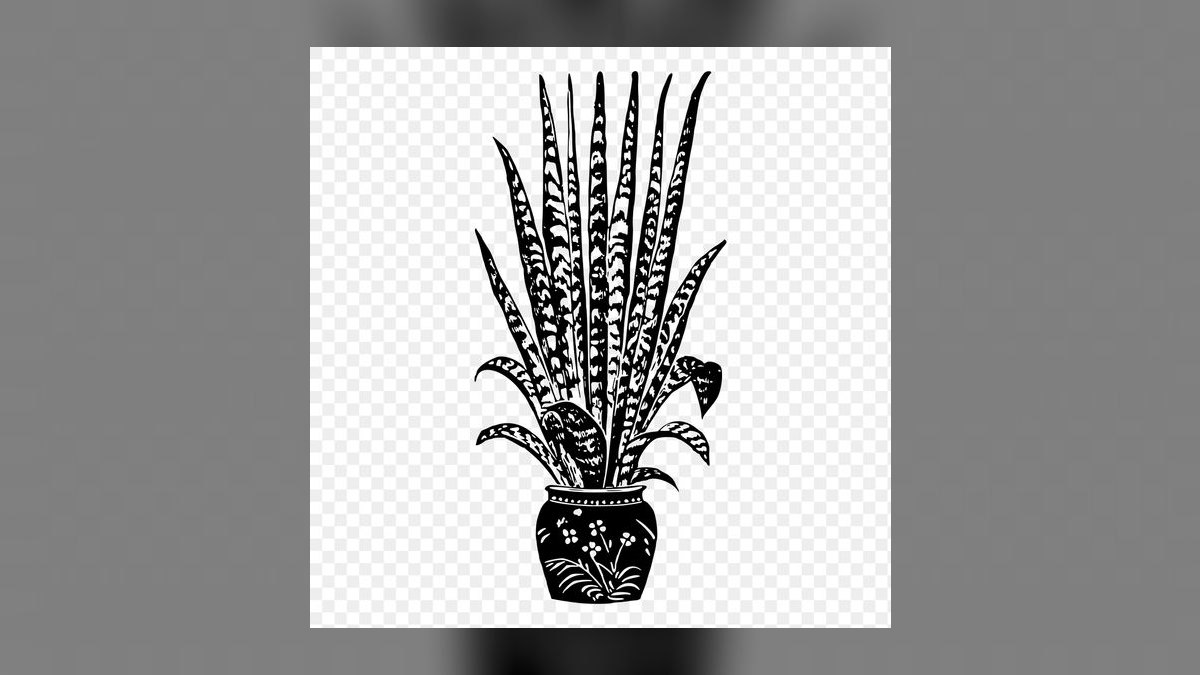 Top 10 Live Plant Species That Thrive in Low Light in 2027 — figure 2