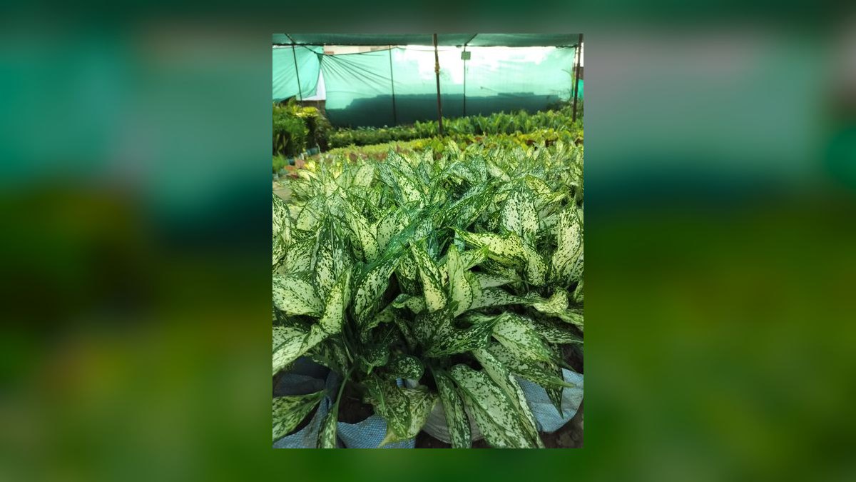 Top 10 Live Plant Species That Thrive in Low Light in 2027 — figure 3