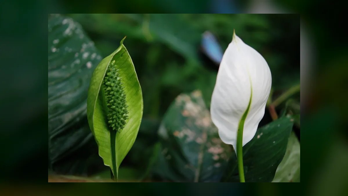 Top 10 Live Plant Species That Thrive in Low Light in 2027 — figure 4