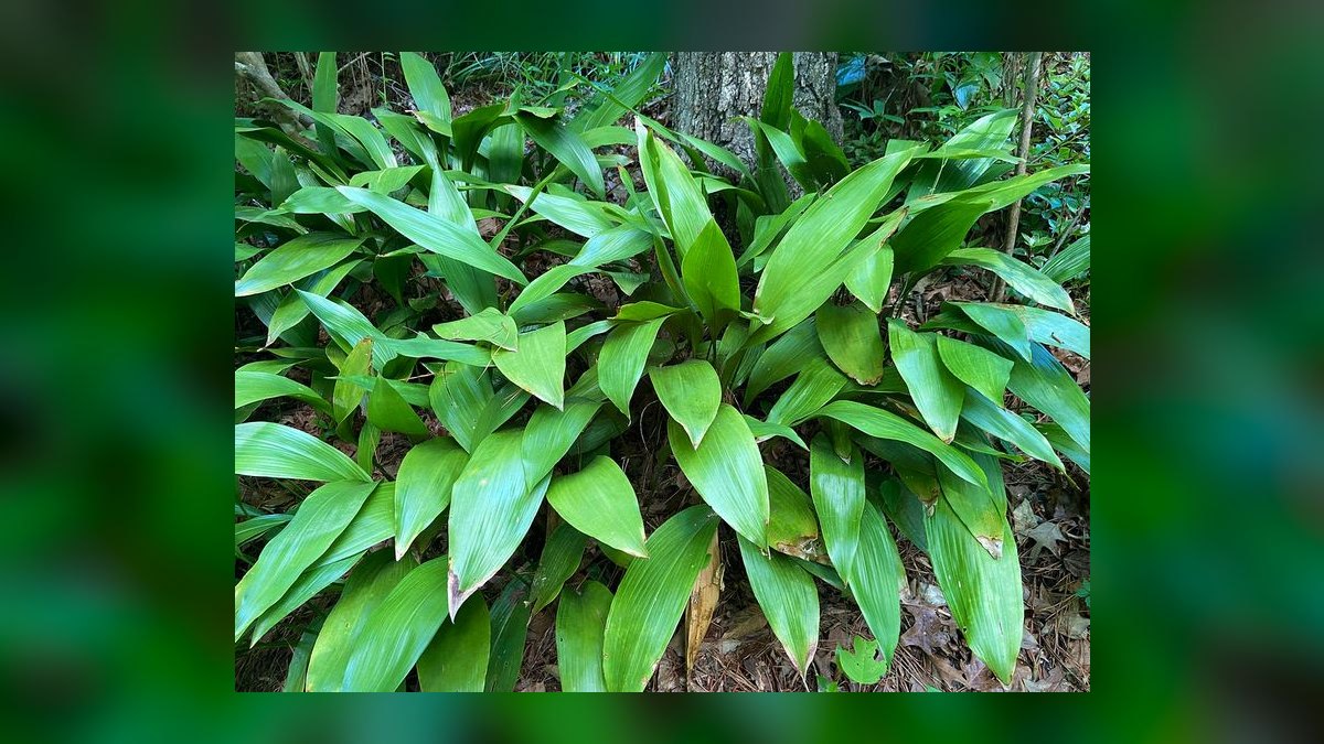 Top 10 Live Plant Species That Thrive in Low Light in 2027 — figure 5