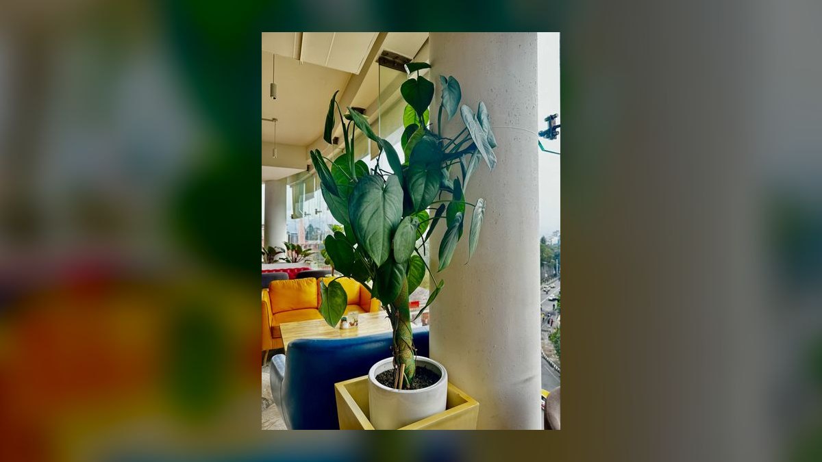 Top 10 Live Plant Species That Thrive in Low Light in 2027 — figure 6