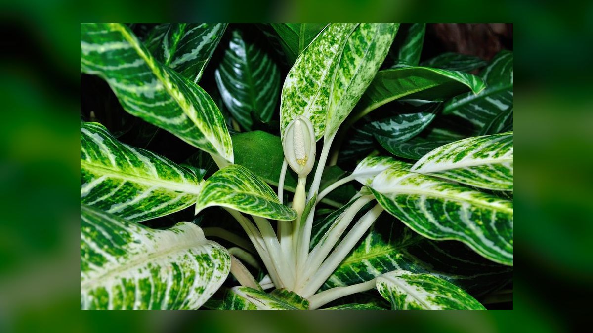 Top 10 Live Plant Species That Thrive in Low Light in 2027 — figure 7
