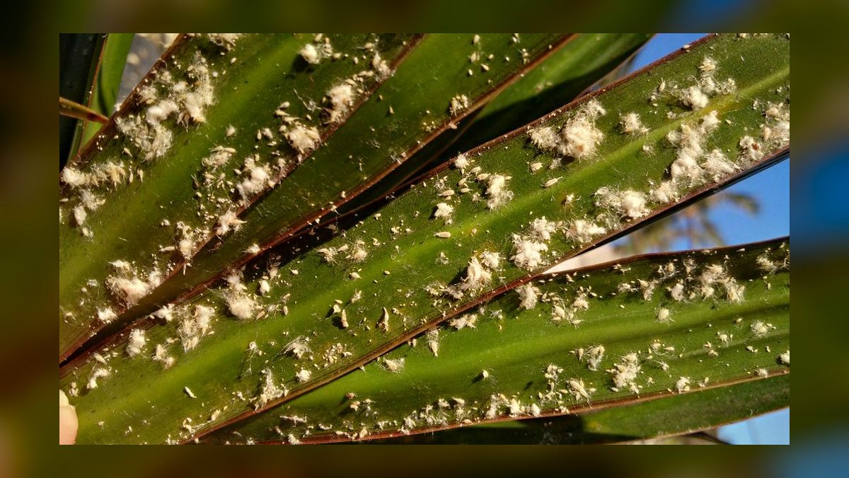 Top 10 Live Plant Species That Thrive in Low Light in 2027 — figure 9