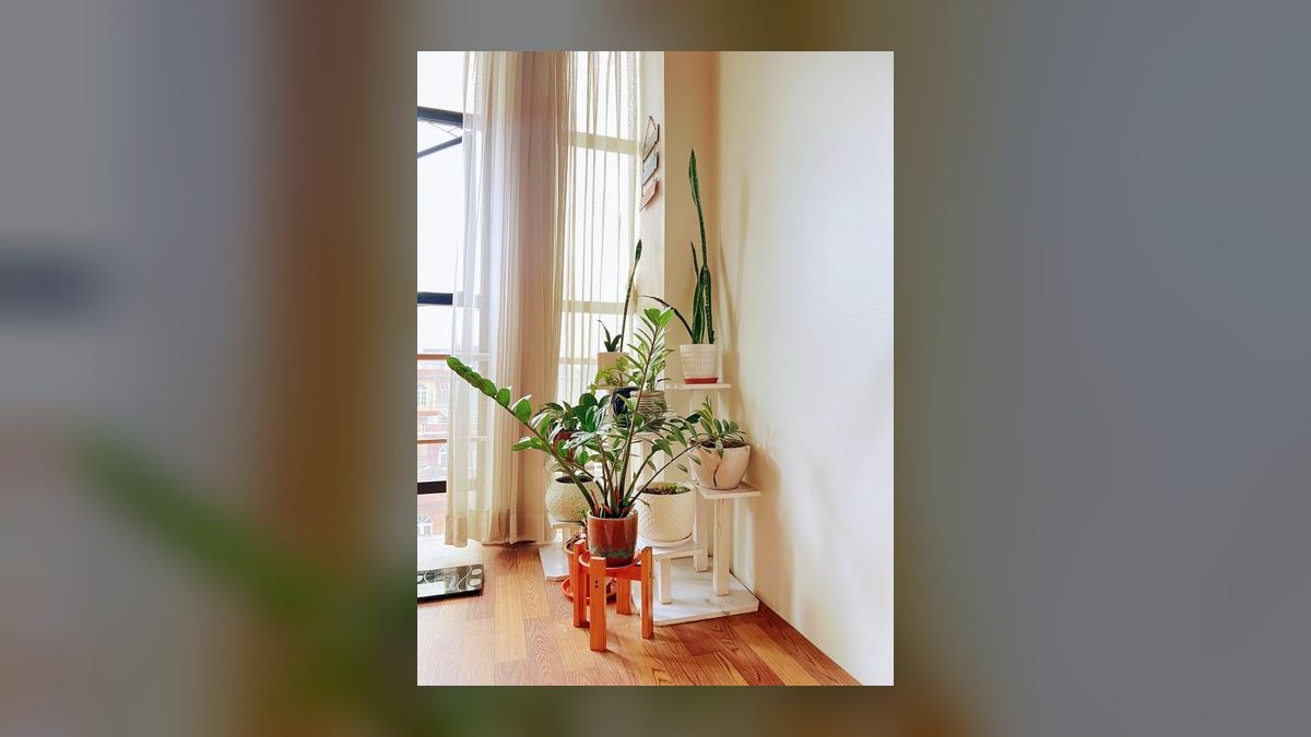 Top 10 Live Plant Species That Thrive in Low Light in 2027