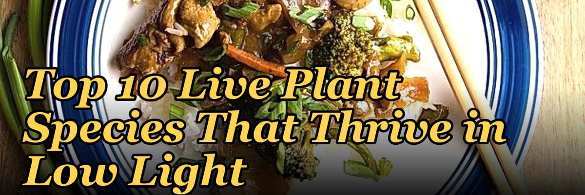 Top 10 Live Plant Species That Thrive in Low Light