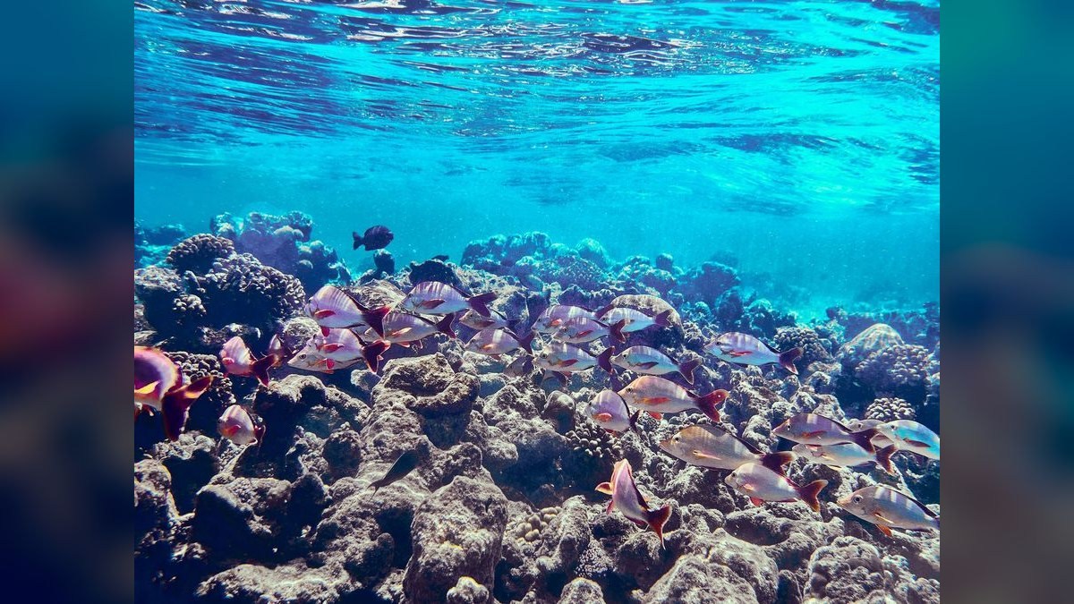 Top 10 Reef-Safe Wavemakers for Saltwater Tanks in 2027